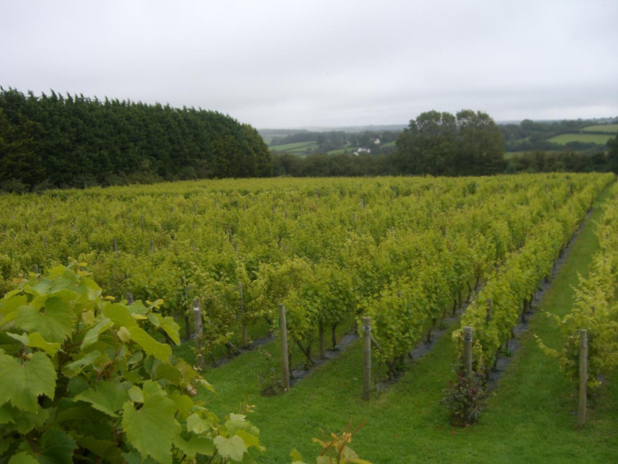 Glyndwr Vineyard Hotel Cowbridge Buitenkant foto